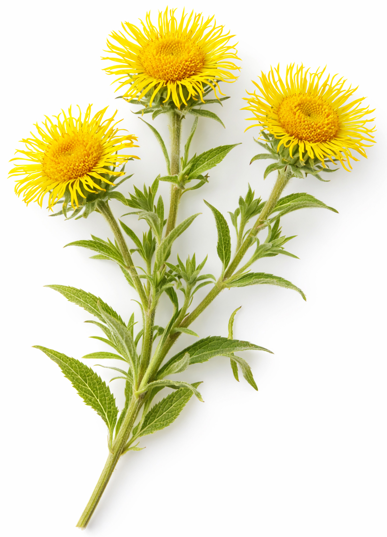Zoete Inula BIO *