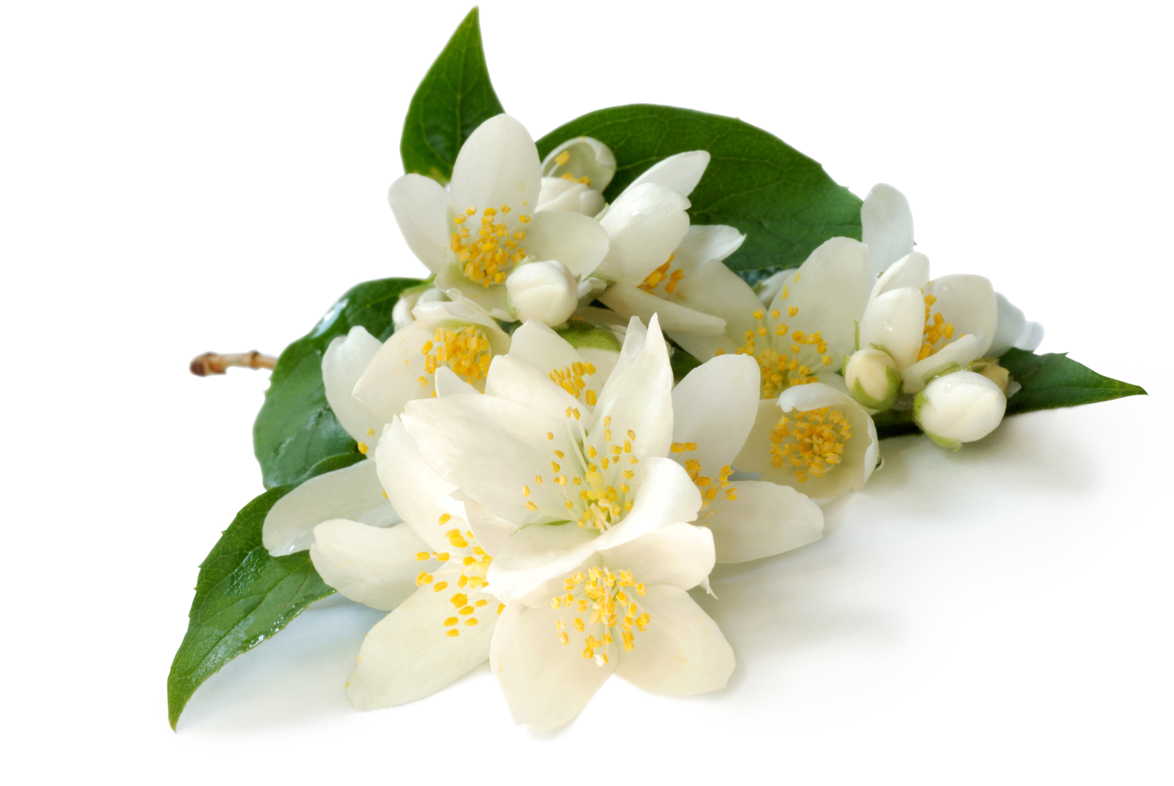 Jasmin Grandiflorum *