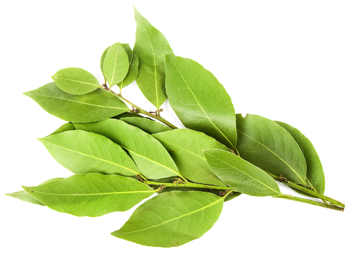 organic noble laurel