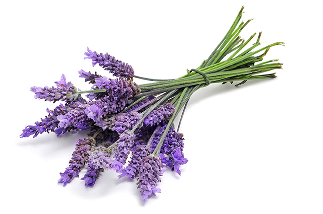 Organic Bulgarian True lavender (Lavandula Angustifolia)