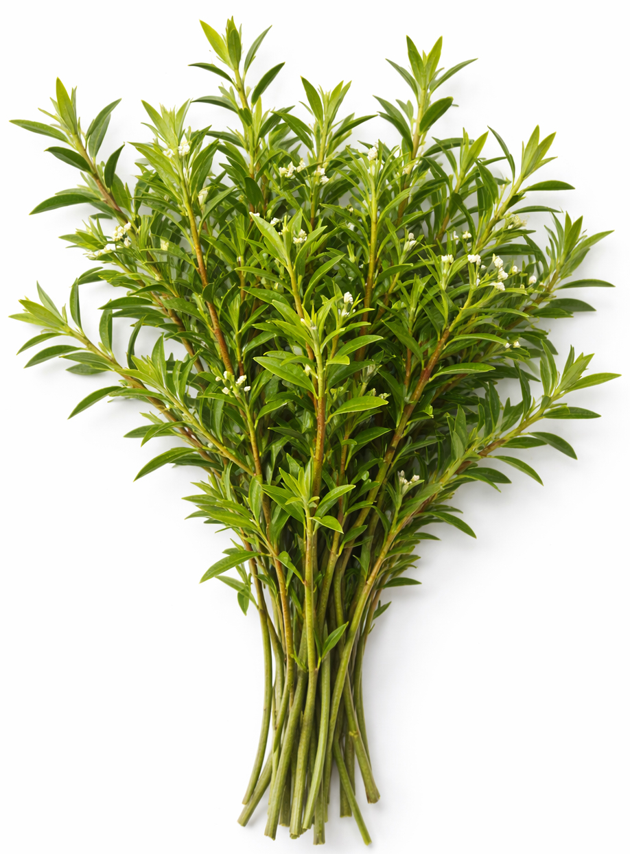 Citroenleptosperm (Leptospermum Citrata) BIOLOGISCH