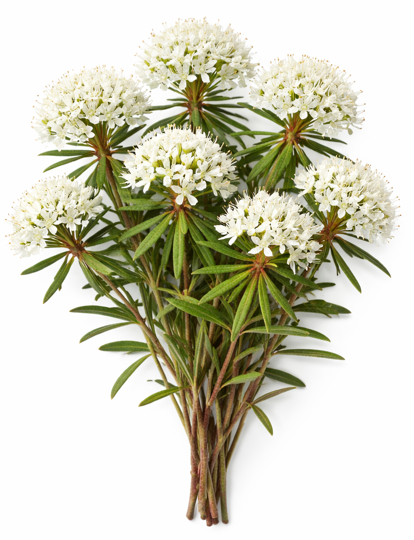 organic Labrador Tea