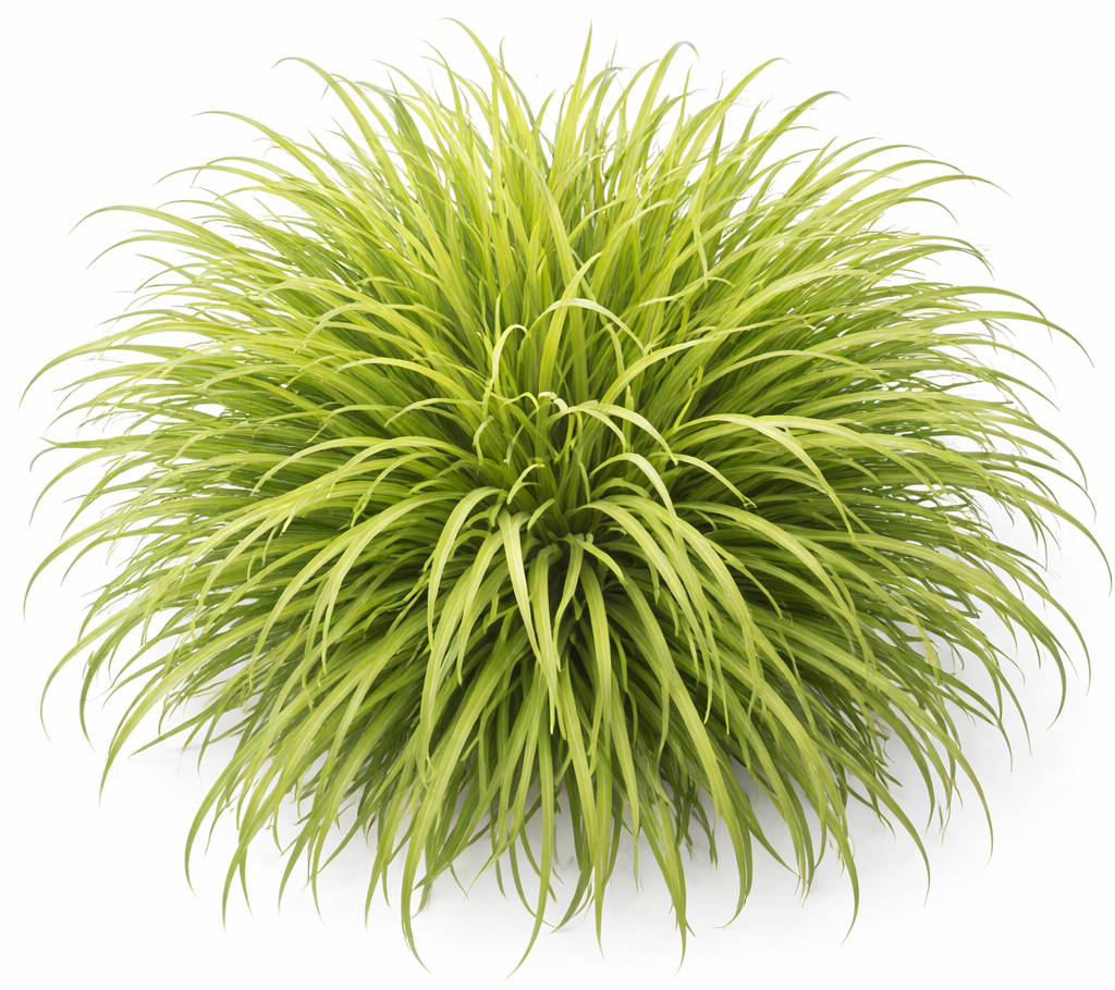 Citroengras (Cymbopogon Flexuosus)