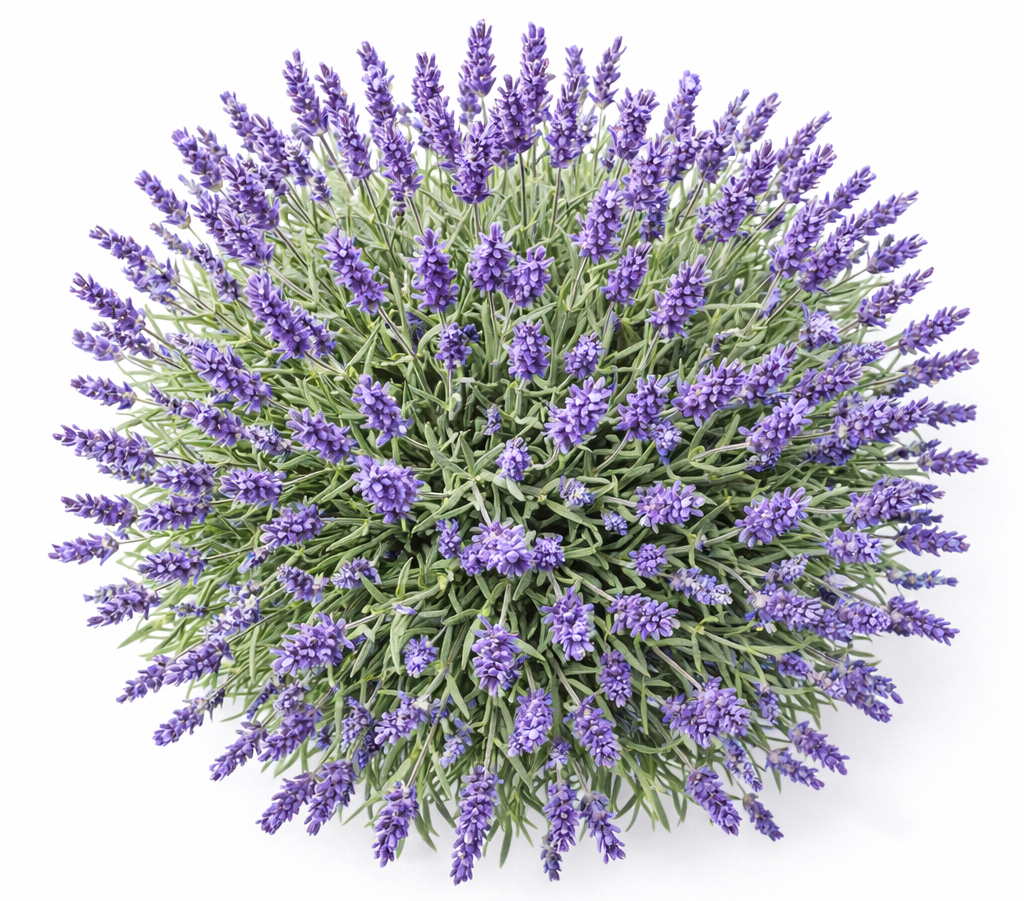 Organic Lavandin Grosso