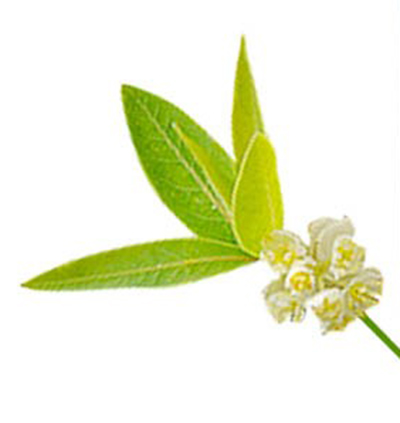Litsée citronnée BIO