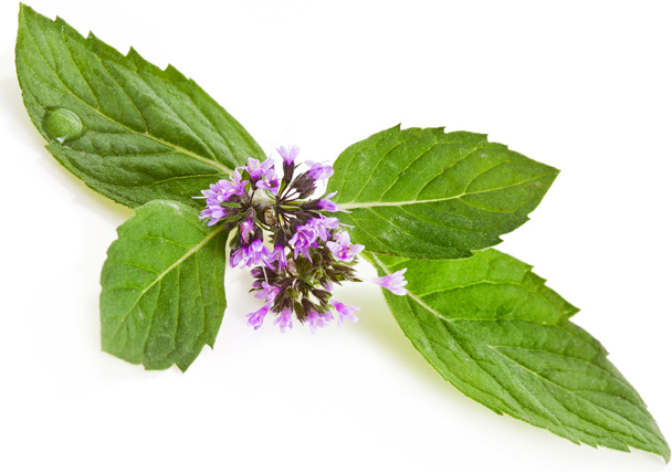 Tuinmarjolein BIO