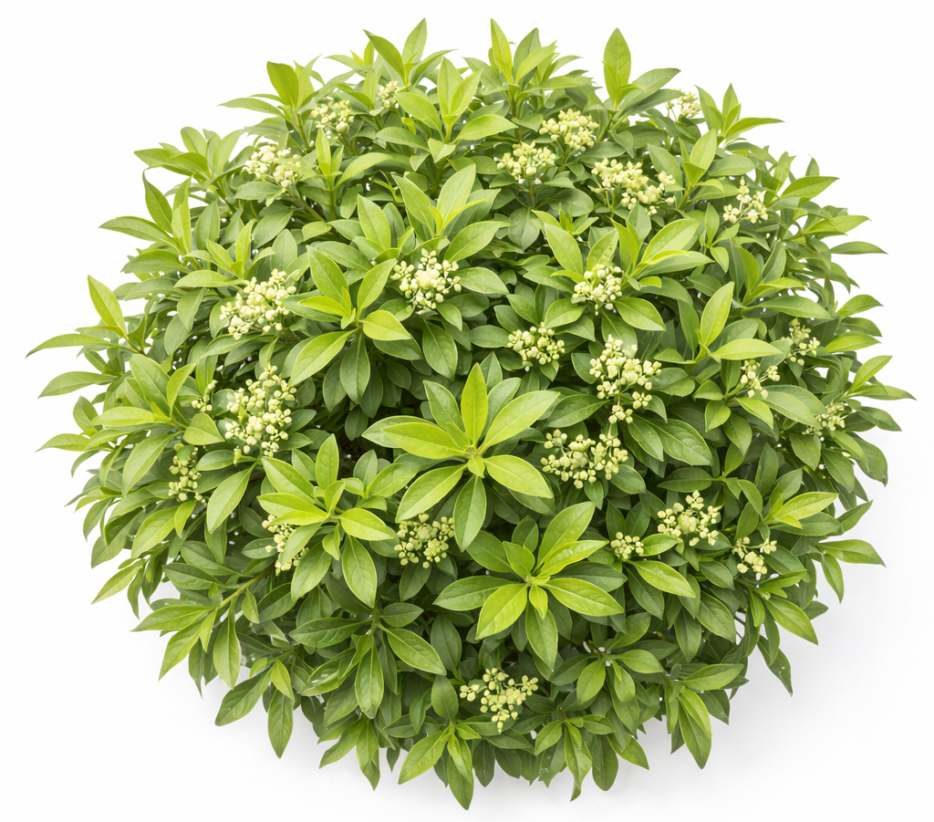 Mandravasarotra ou Saro BIO