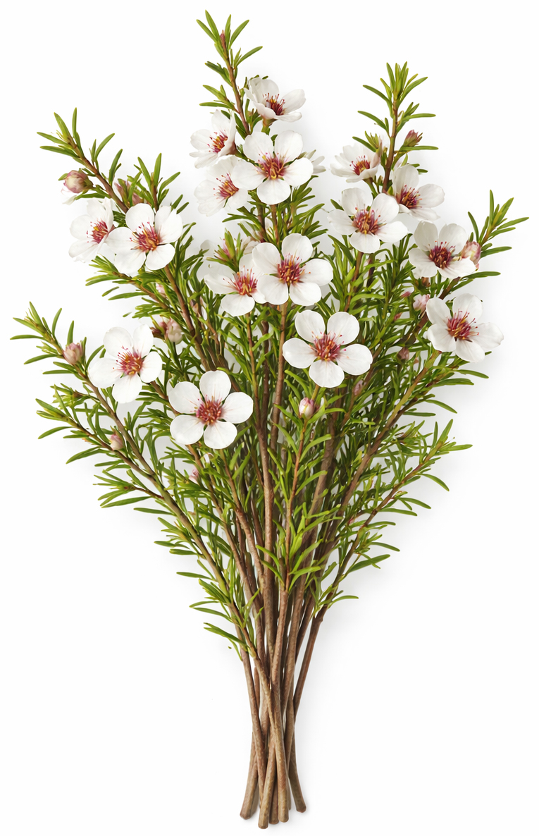Manuka