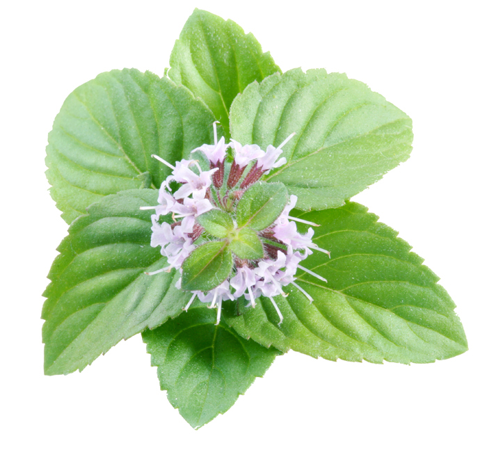 organic peppermint