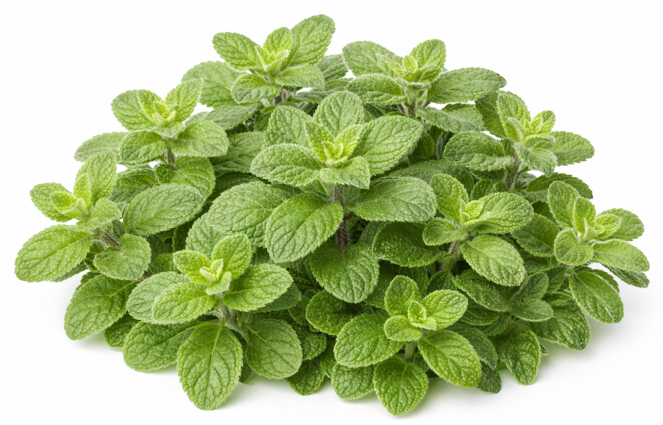 Menthe pouliot BIO
