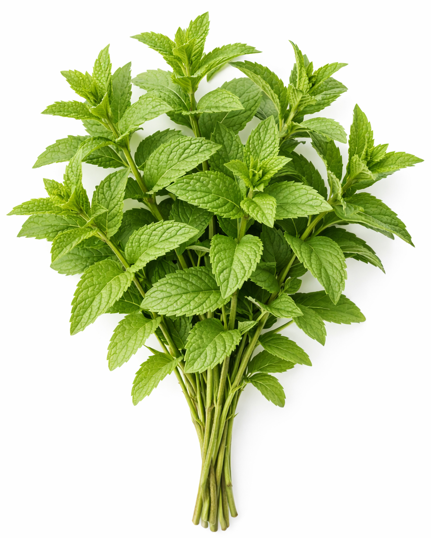 Menthe verte
