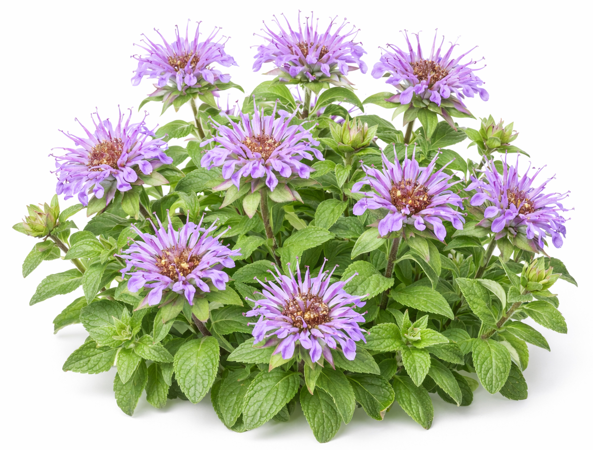 Monarda