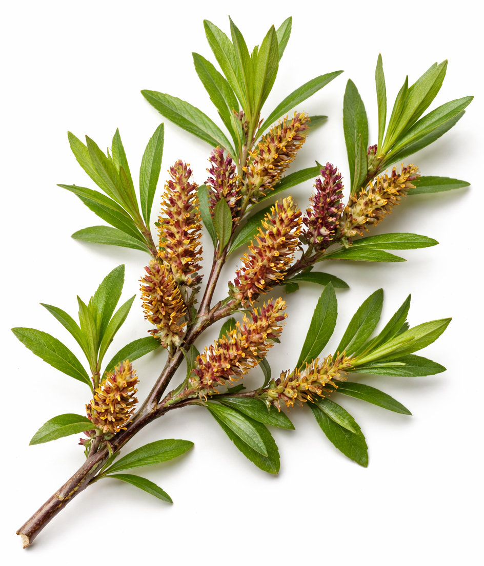 Balsem Myrica (Myrica Gale) BIO