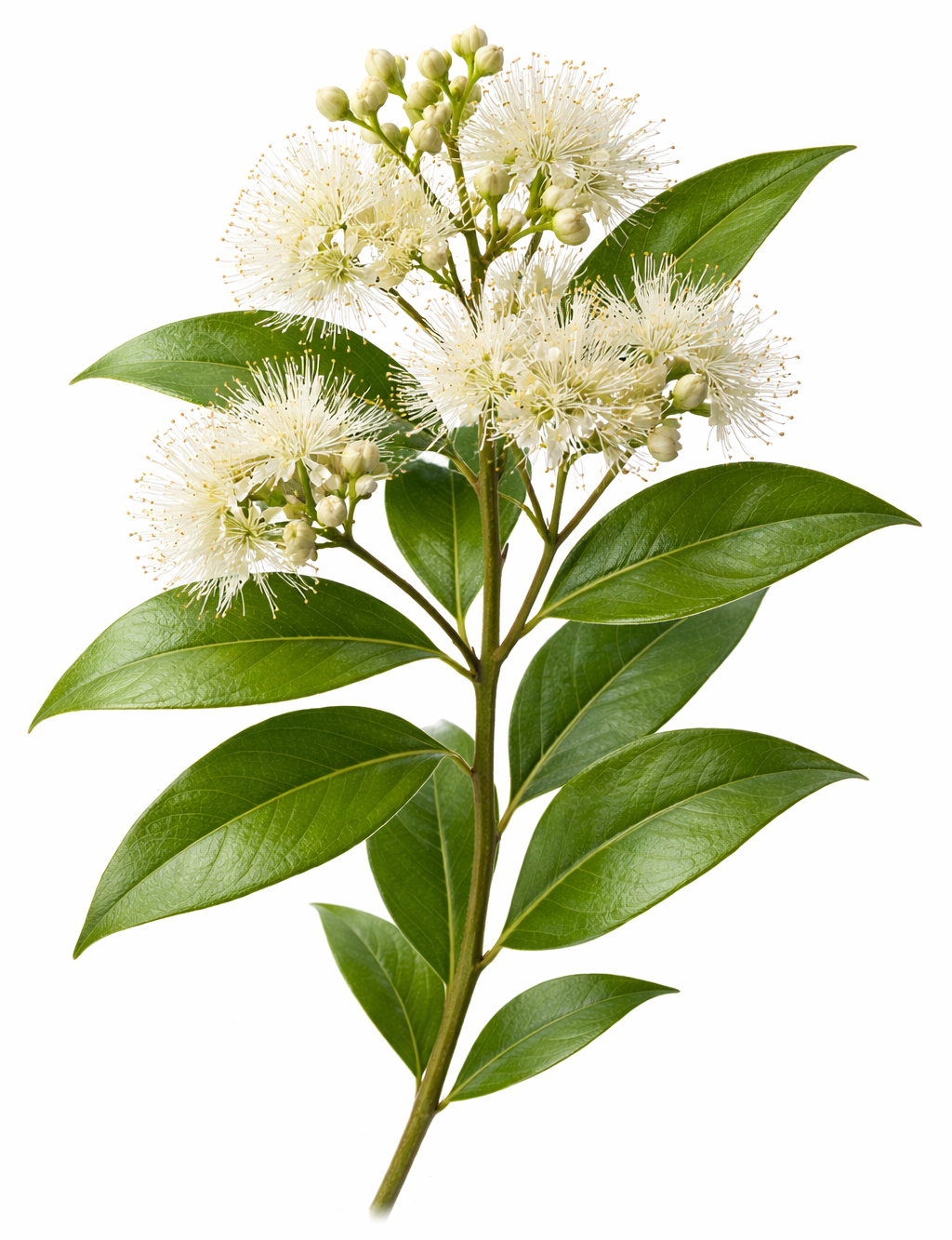 Citroenmirte (Backhousia Citriodora) BIO