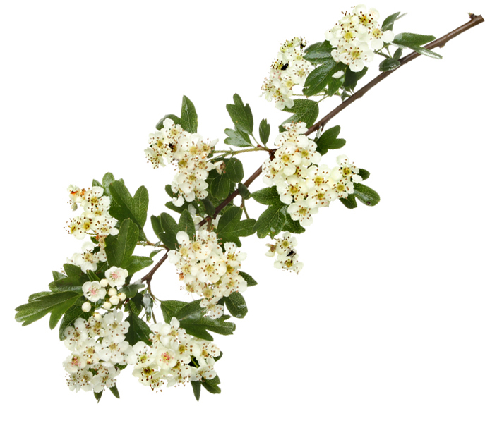 Groene cineoolmirte wild