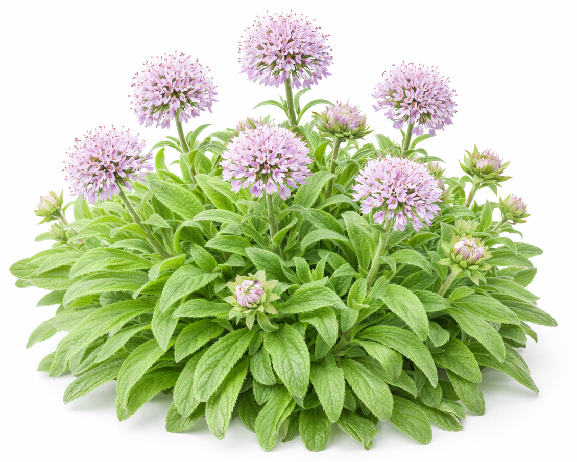 Nard de l’Himalaya BIO