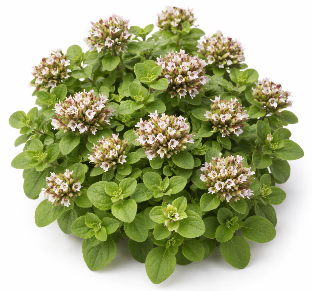 wild compact oregano organic (Origanum Compactum)