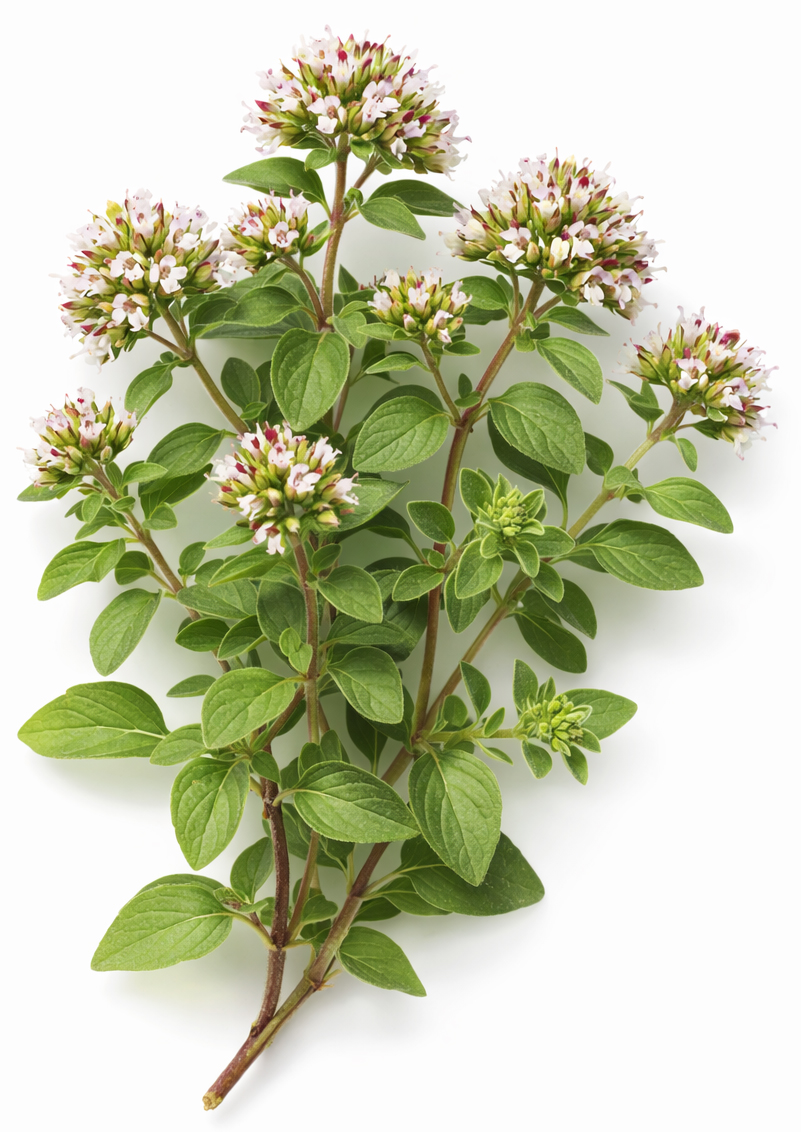 Origan BIO