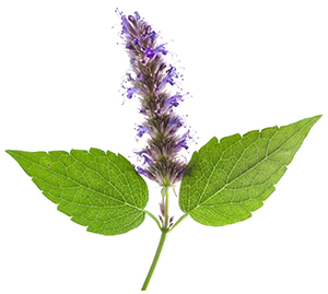 patchouli