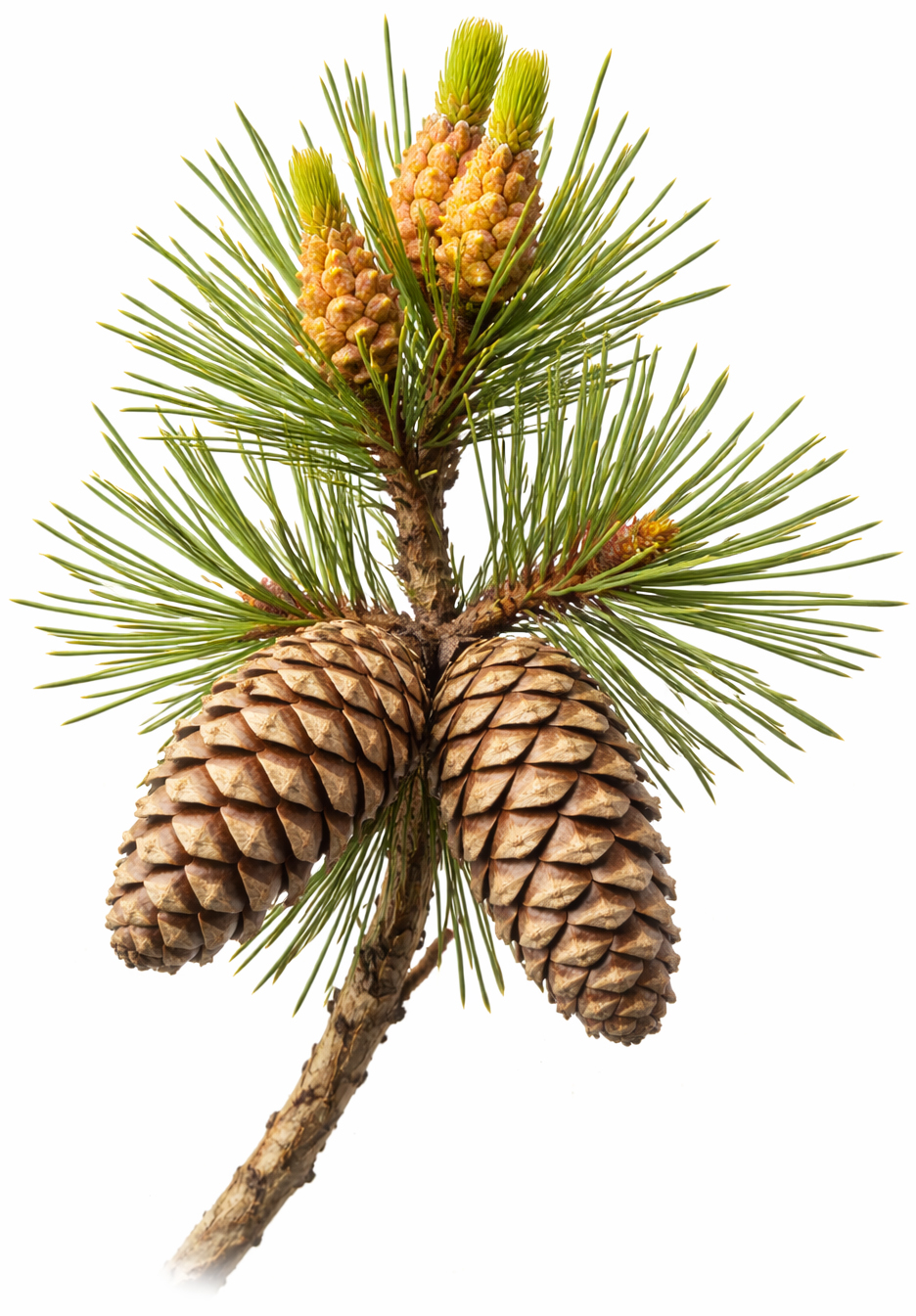 organic Scots pine
