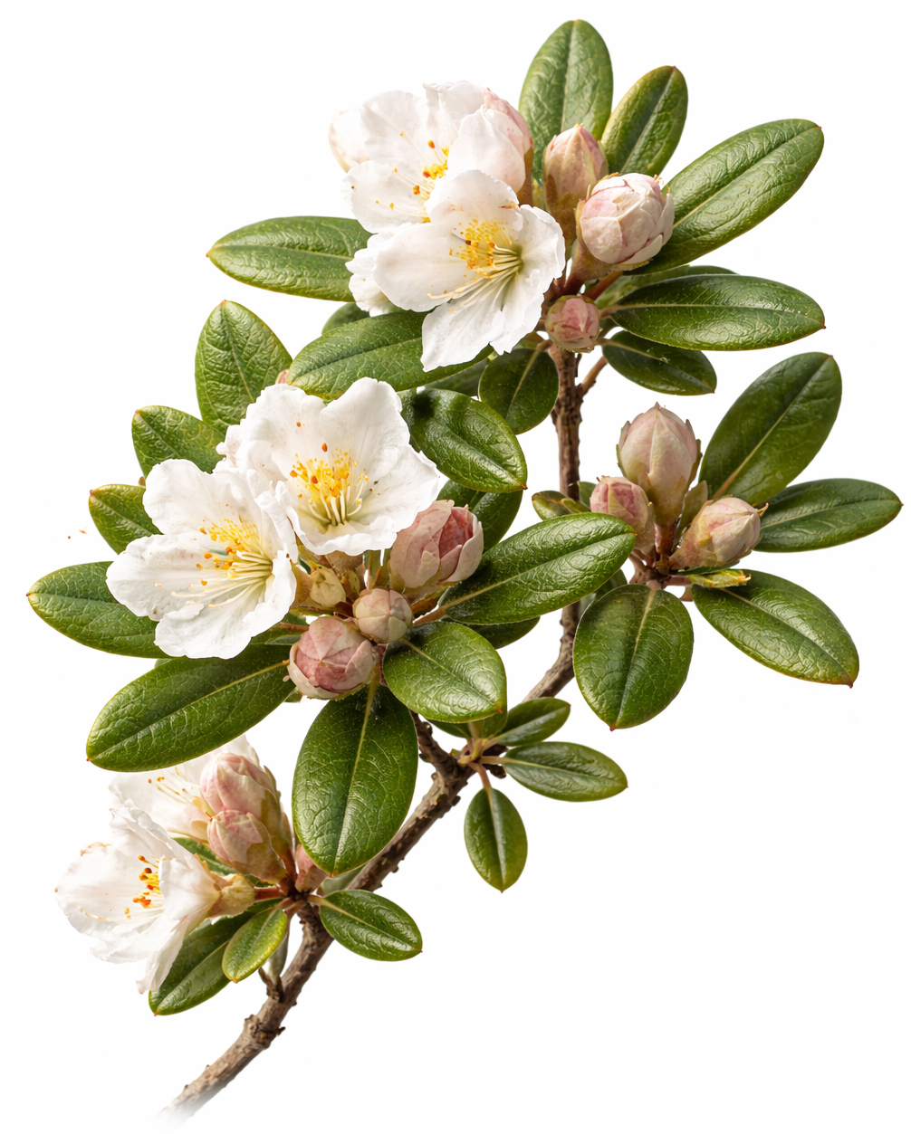 Rhododendron BIO
