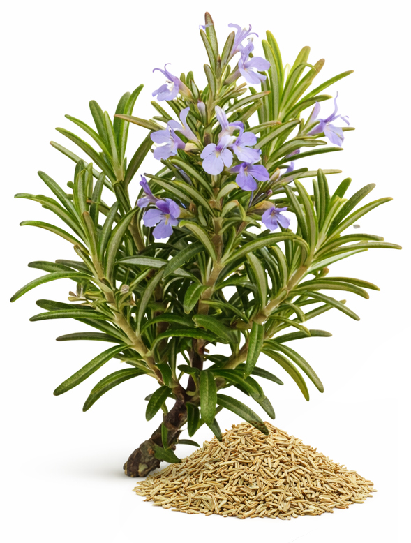 Cineole-rozemarijn (Rosmarinus Officinalis)