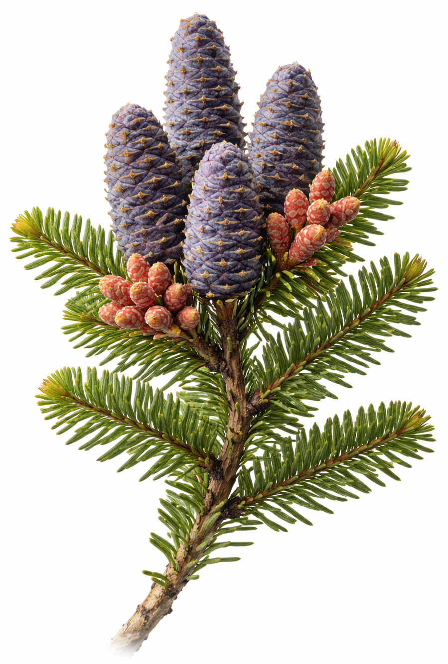 organic balsam fir (Abies Balsamea)