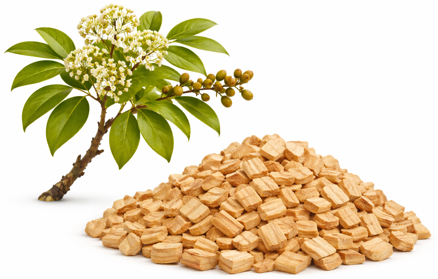 amyris (Amyris Balsamifera)