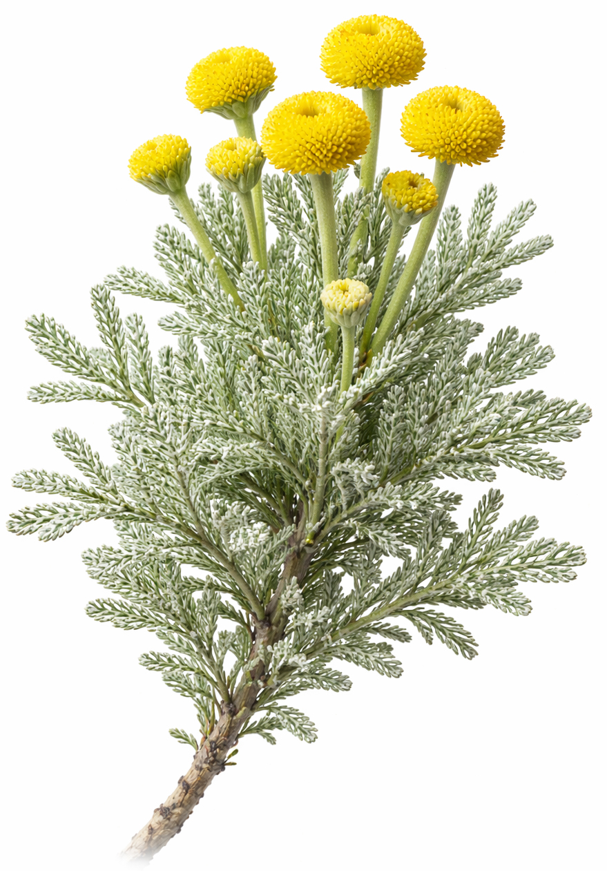 Organic Santolina
