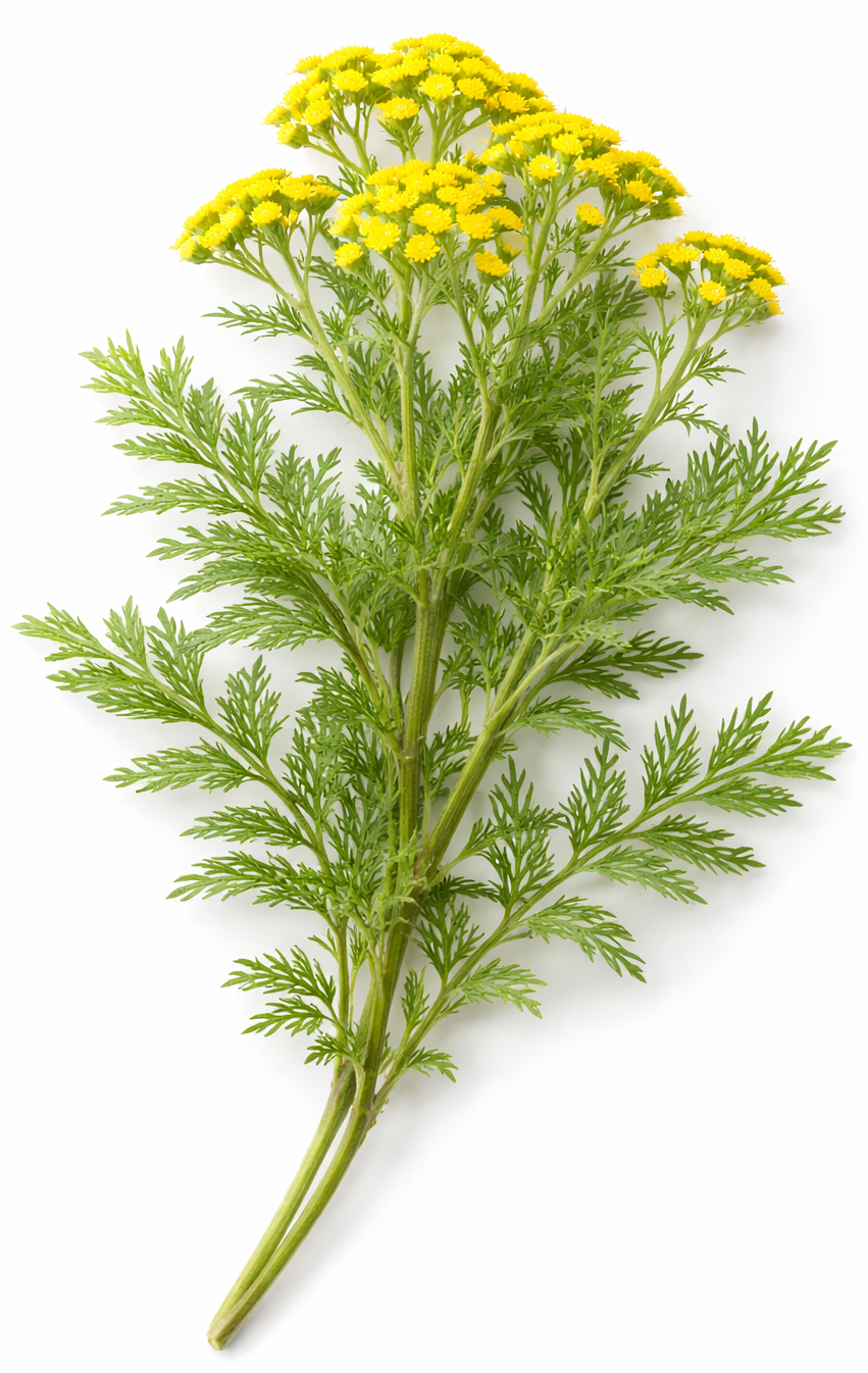 organic blue tansy (Tanacetum Annuum)