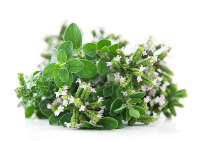 Organic Thujanol Thyme