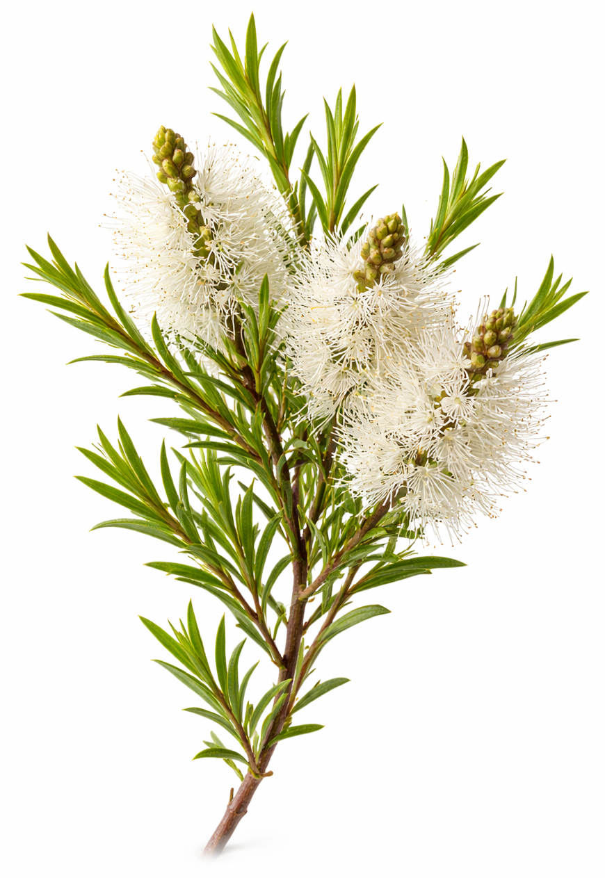 Tea tree BIO