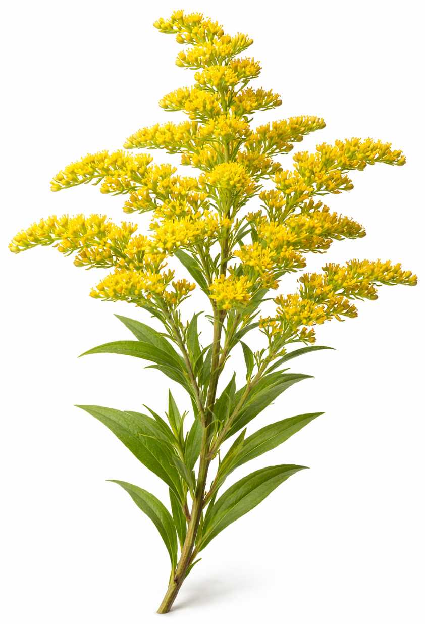 Verge d’or BIO