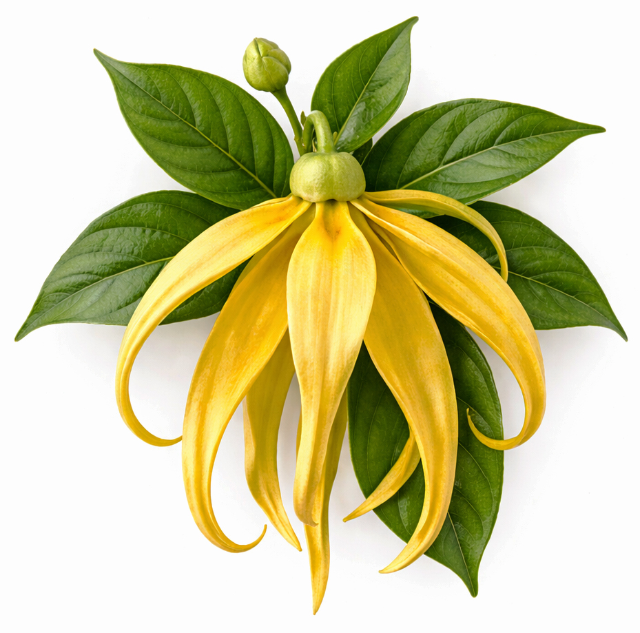 Ylang-Ylang 1e