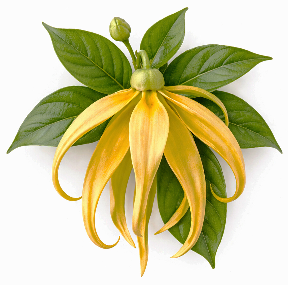 Ylang-Ylang 2e BIO