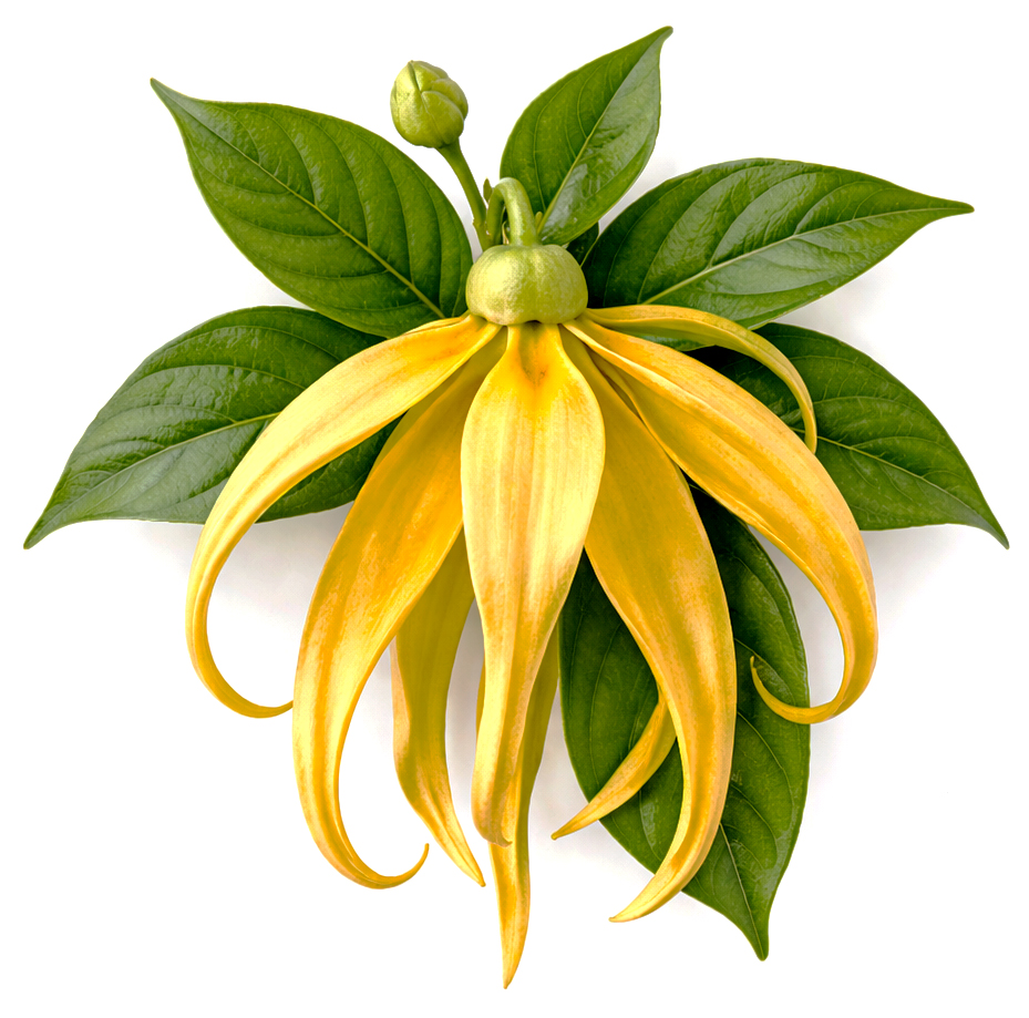 Ylang-Ylang 3e