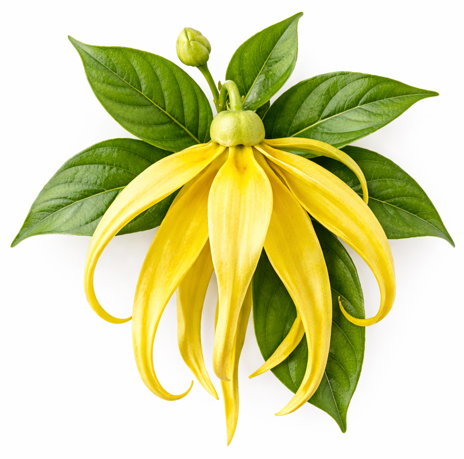 Ylang-Ylang extra BIO