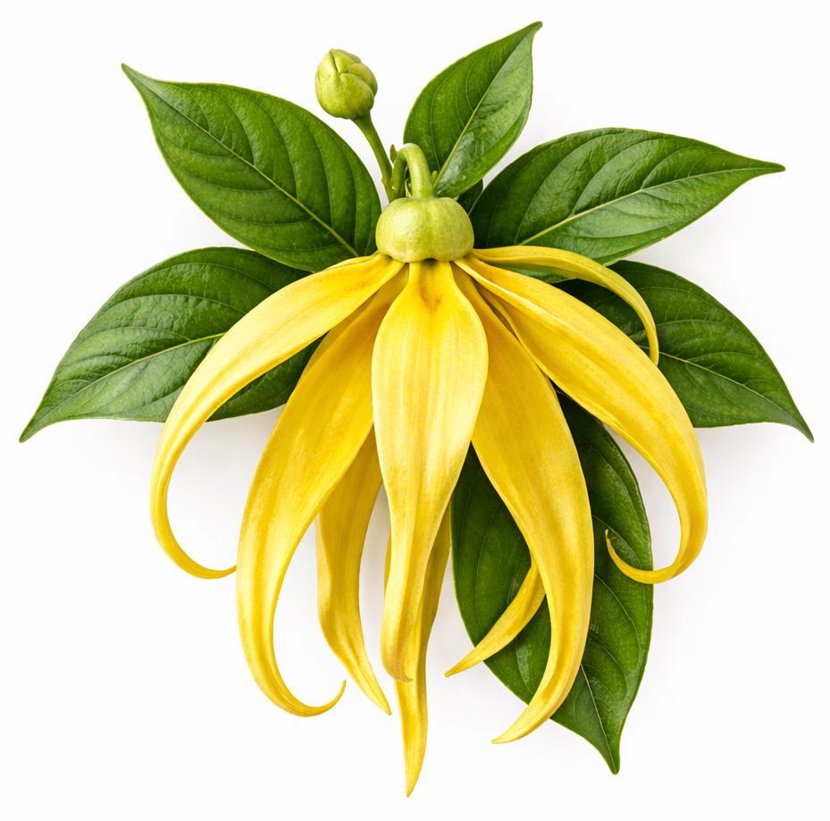 organic ylang-ylang totum